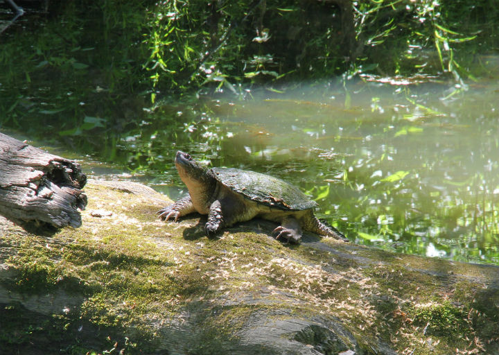 Common Snapping Turtle